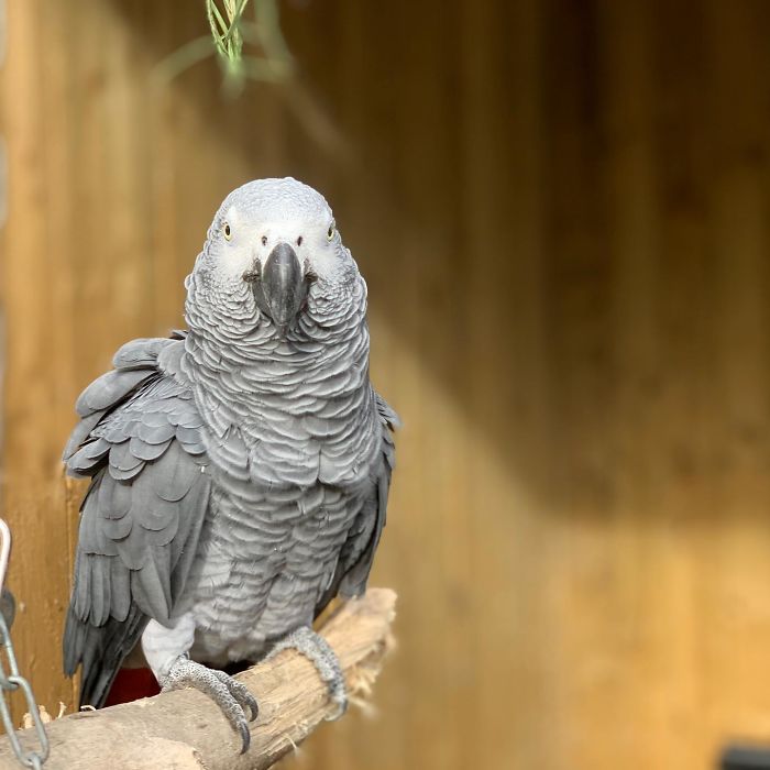 Parrots Get Removed From Public View At A Wildlife Park After Teaching Each Other How To Swear During Quarantine