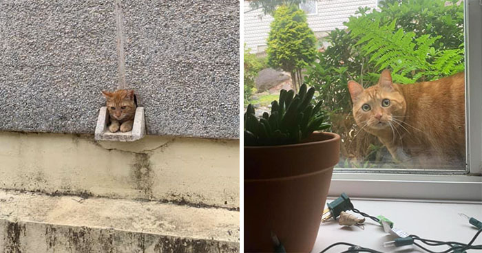‘Catspotting’ Is A Facebook Group Where People Share The Best, Unexpected Encounters With Cats (40 Pics)