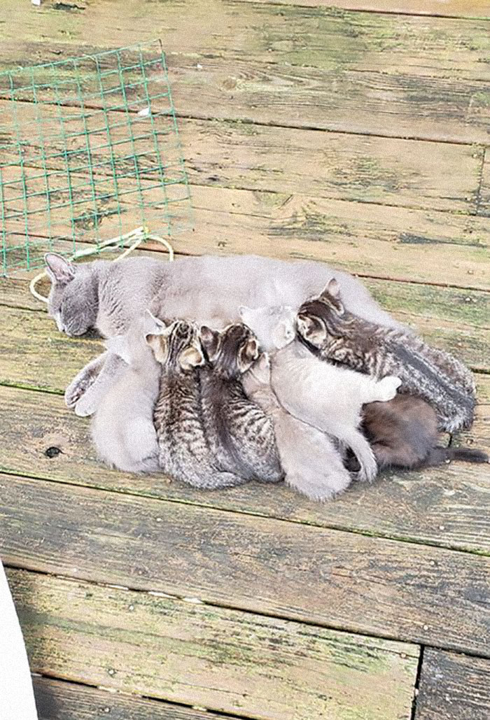 My Deck,not My Cats. Mom Was Dropped And Had 7 Little Ones.