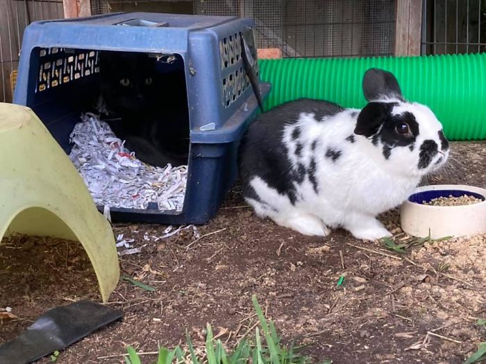 This Is My Rabbits House, He Doesn’t Have A Cat