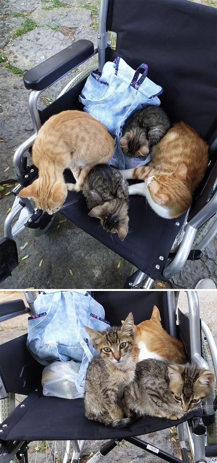 Our Wheelchair, Not Our Cats