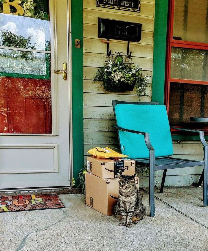 My House. My Porch. My Packages. Not My Cat. I Think This Is Part Of A New Program Through Amazon Prime... "Securikitteh". Because Nobody Messes With My Packages. N O B O D Y