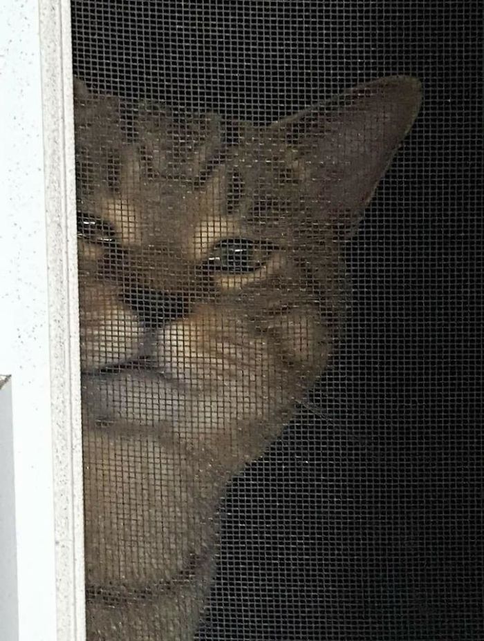 My House....not My Cat. Town Crier Comes To My Window Every Morning Around 4 A.m. To Check In On Us
