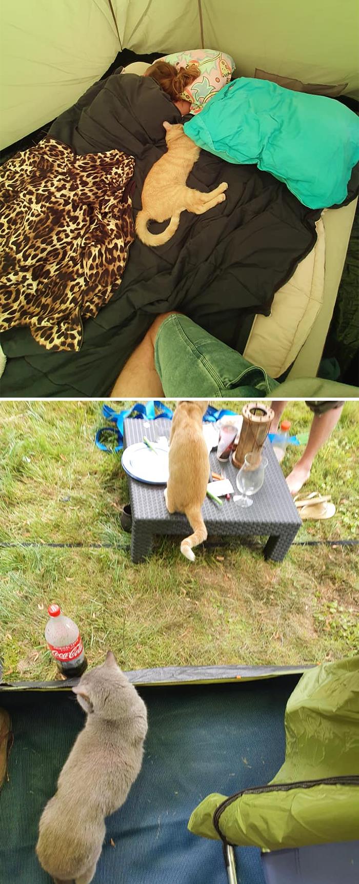 Our Tent And Bed, Not Our Cats. I Woke Up With His Legs Under Me.