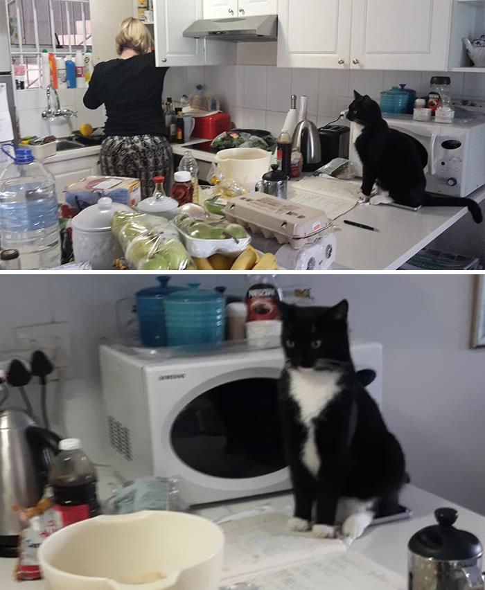 This Is My Mom In Her Kitchen. She Doesn't Own A Cat