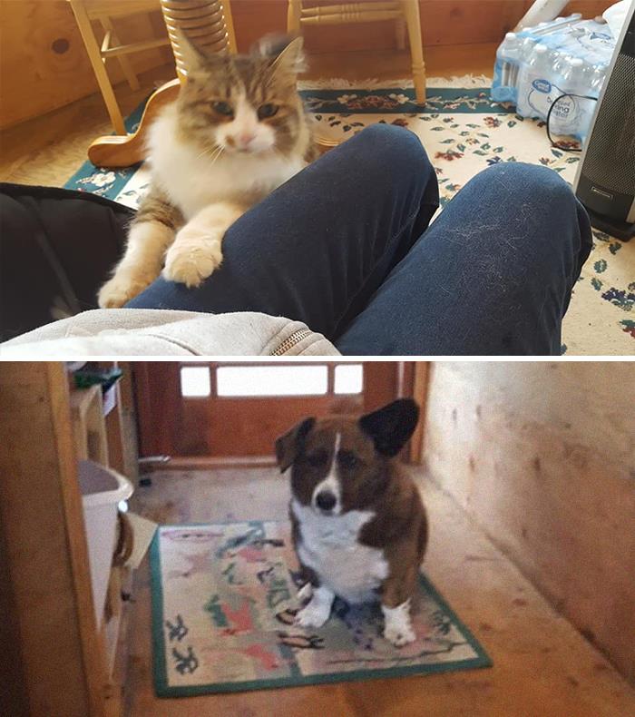 My Cabin, Not My Cat.....not My Dog Either