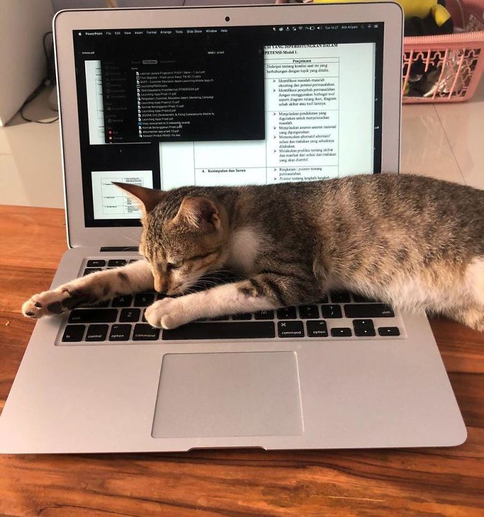 My Laptop, Not My Cat