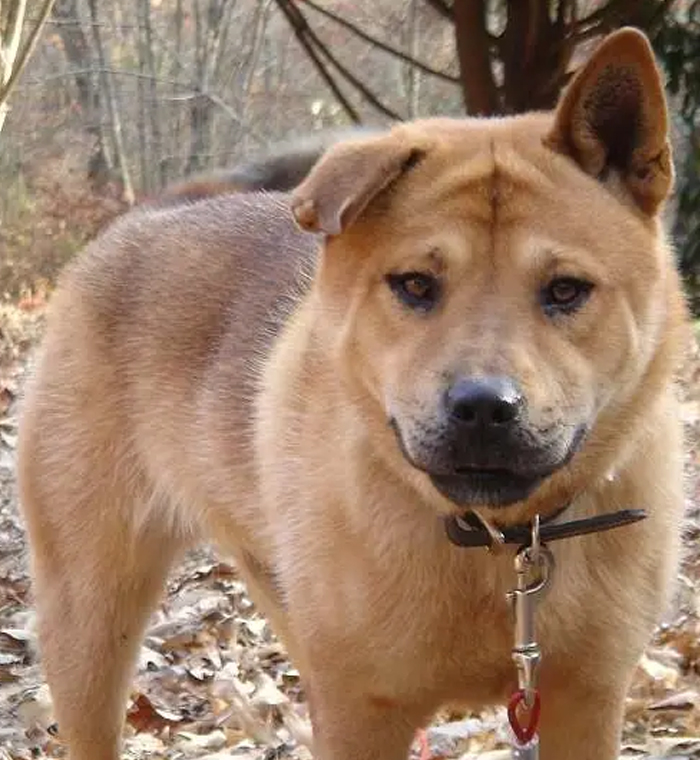 Pit Bull + Chow Chow