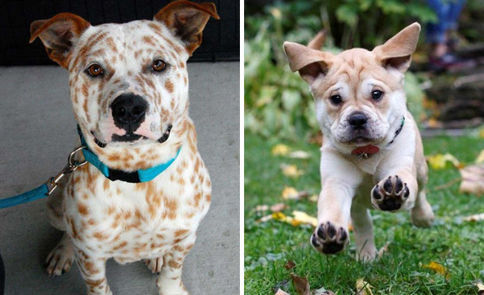 40 Times Pit Bulls Mixed With Other Breeds, And The Result Was Absolutely Pawsome