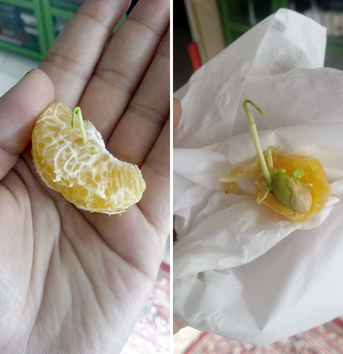 Found A Sprouting Seed In My Tangerine