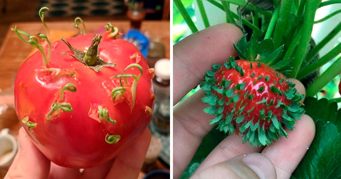 30 Times People Encountered ‘Vivipary’ In Plants And Just Had To Share These Terrifying Pics