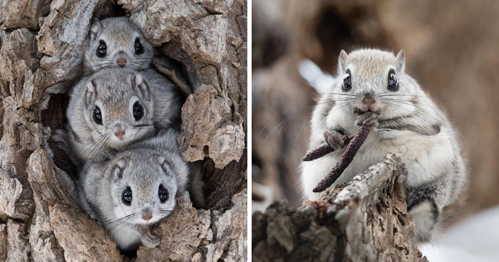 22 Photos Of Japanese Dwarf Flying Squirrels That Are Beyond Adorable