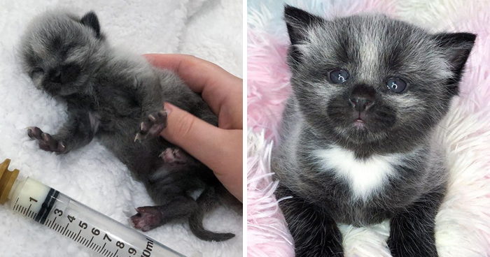 This Adorable Tiny Kitten Found On The Side Of The Road Surprisingly Has A Uniquely-Colored Coat (30 Pics)