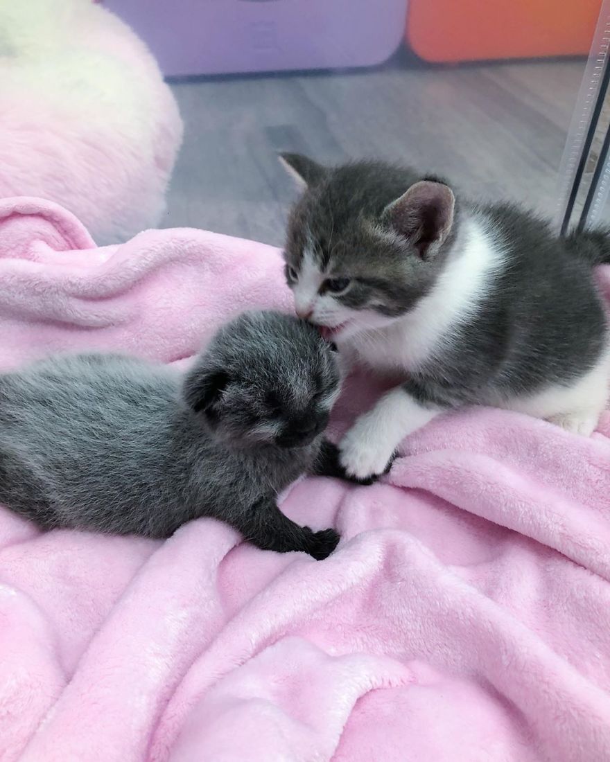 Rescued-Kitten-Silver-Fur-Coat