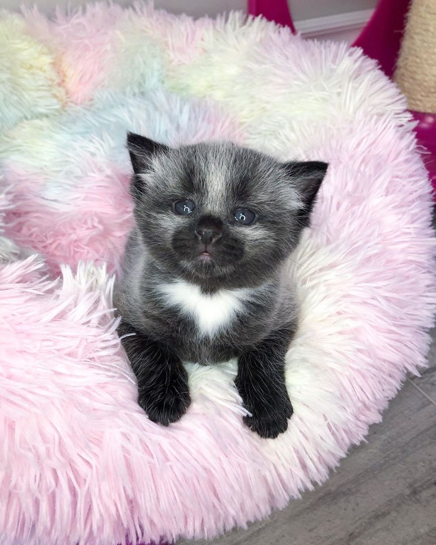 Rescued-Kitten-Silver-Fur-Coat