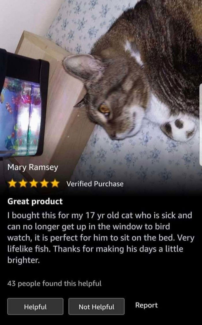 An Elderly Cat Who Can No Longer Bird Watch Receives A Fish Tank Full Of Fake Fish To Watch From The Comfort Of His Bed