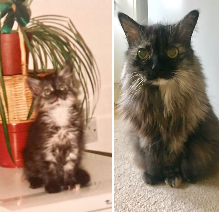 My Cat Is Now 20 Years Old. Here Is A Pic Of Her As A Kitten (Around A Few Months Old) And Now. She Has Always Been Tiny For Her Age!