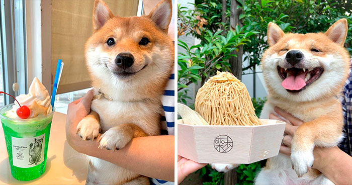 Shiba Inu Goes Viral For His Love Of Smiling, Especially After Seeing Food (30 Pics)