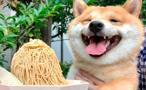 Shiba Inu Goes Viral For His Love Of Smiling, Especially After Seeing Food (30 Pics)