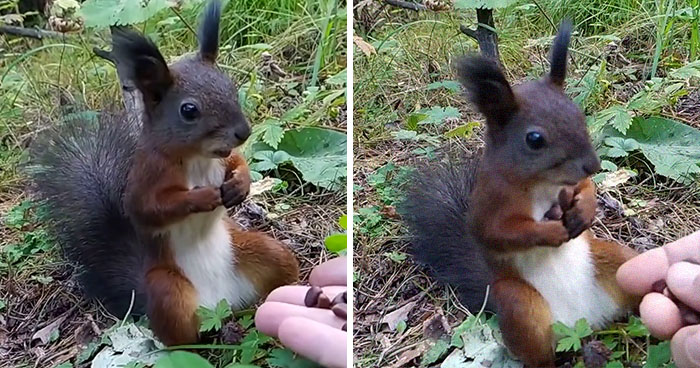Video Of A Squirrel Who Encounters An Error While Eating Nuts Is Going Viral For How Well It Sums Up The 2020 Mood