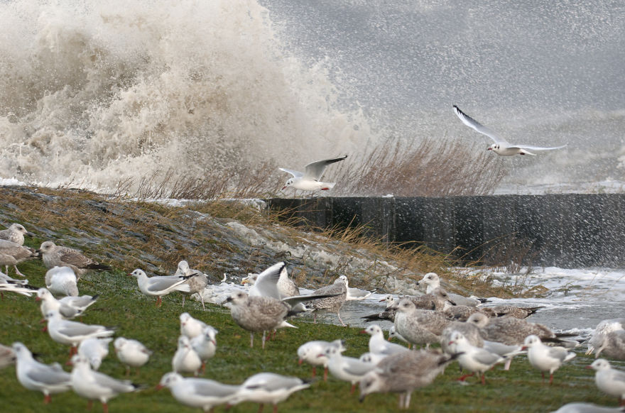 I’ve Been Photographing Storms During Dutch Tides For 7 Years, Here Are My 28 Pics To Capture Their Effect On Local Wildlife