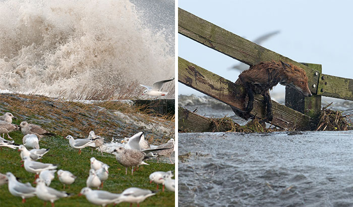 I’ve Been Photographing Storms During Dutch Tides For 7 Years, Here Are My 28 Pics To Capture Their Effect On Local Wildlife