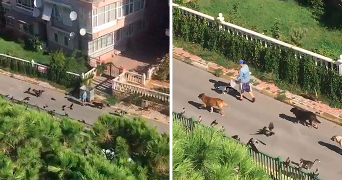 Woman Records This Stranger Leading A Parade Of Dogs, Cats, And Birds Down The Street, And The Scene Looks Magical