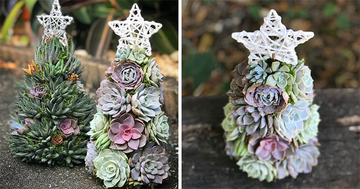These 13-Inch Succulent Christmas Trees Are Ideal For Celebrating In A Small Space