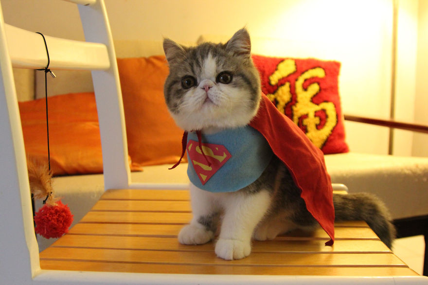 Cat Brothers Cosplay As Superheroes And Makes Movie Shorts