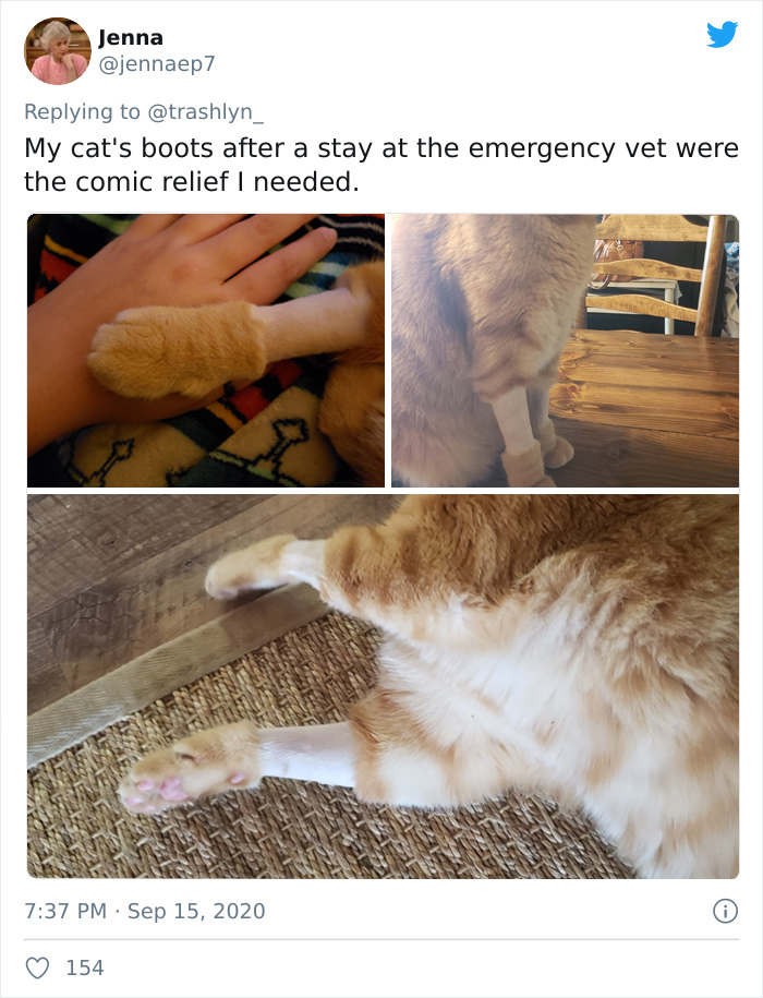 Surgery-Cats-Photo