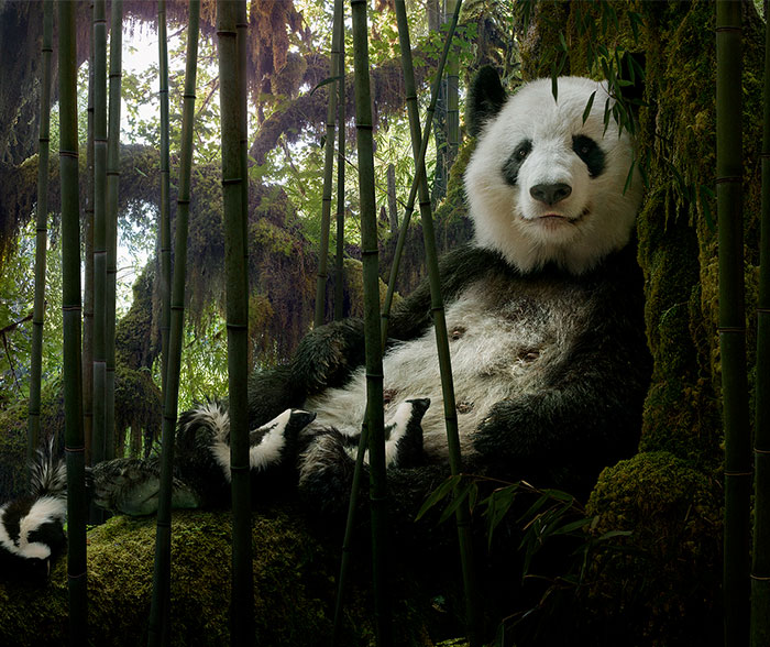 37 Surreal And Magical Animal Images By Simen Johan