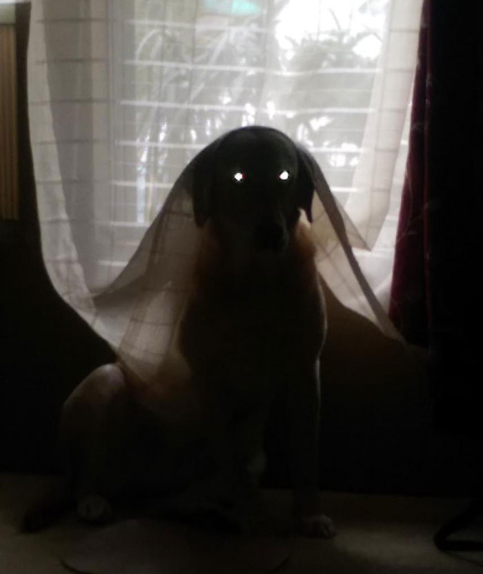 I Caught My Mom's Dog Playing In Her Curtains And Thought It Would Make A Cute Picture. The Result Was Nightmare Fuel