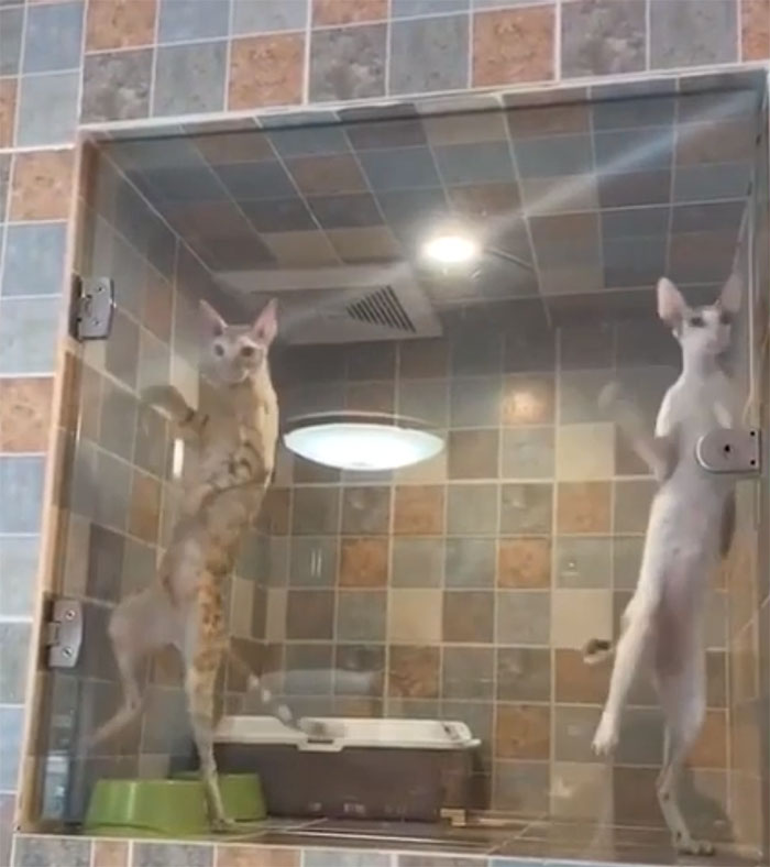 Weirdly Tall Cats