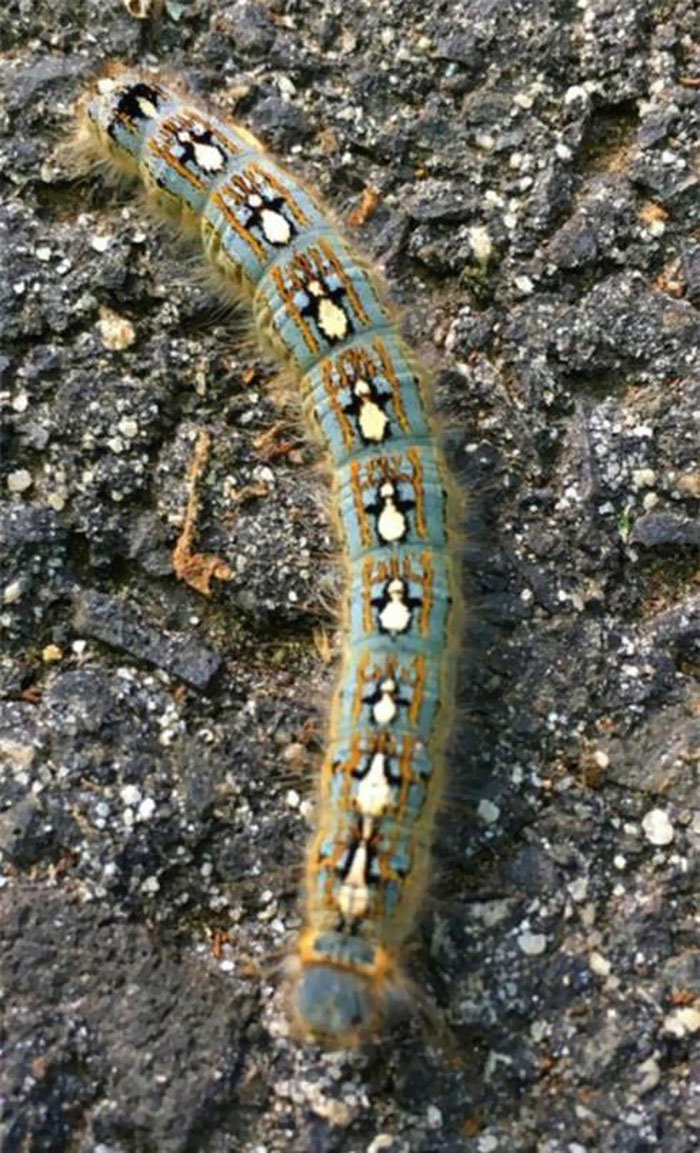 The Forest Tent Caterpillar Moth (Malacosoma Disstria) That Looks Like It's Wearing A Penguin Sweater