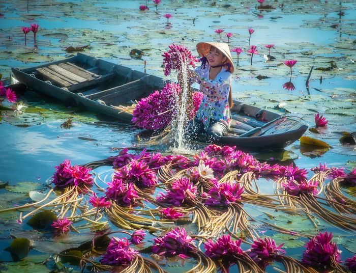 Vietnam-Mekong-Delta-Lilies-Harvest-Trung-Huy-Pham
