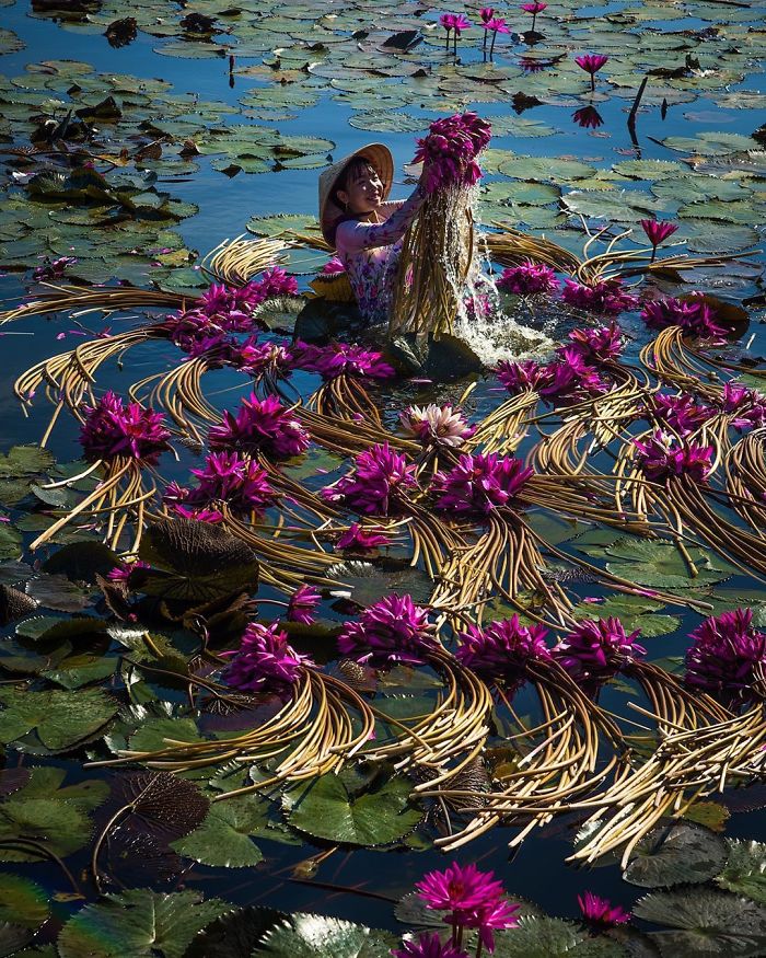 Vietnam-Mekong-Delta-Lilies-Harvest-Trung-Huy-Pham