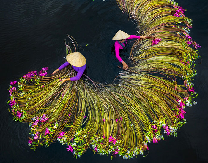 16 Breathtaking Photos Of Farmers Harvesting Waterlilies From The Mekong Delta