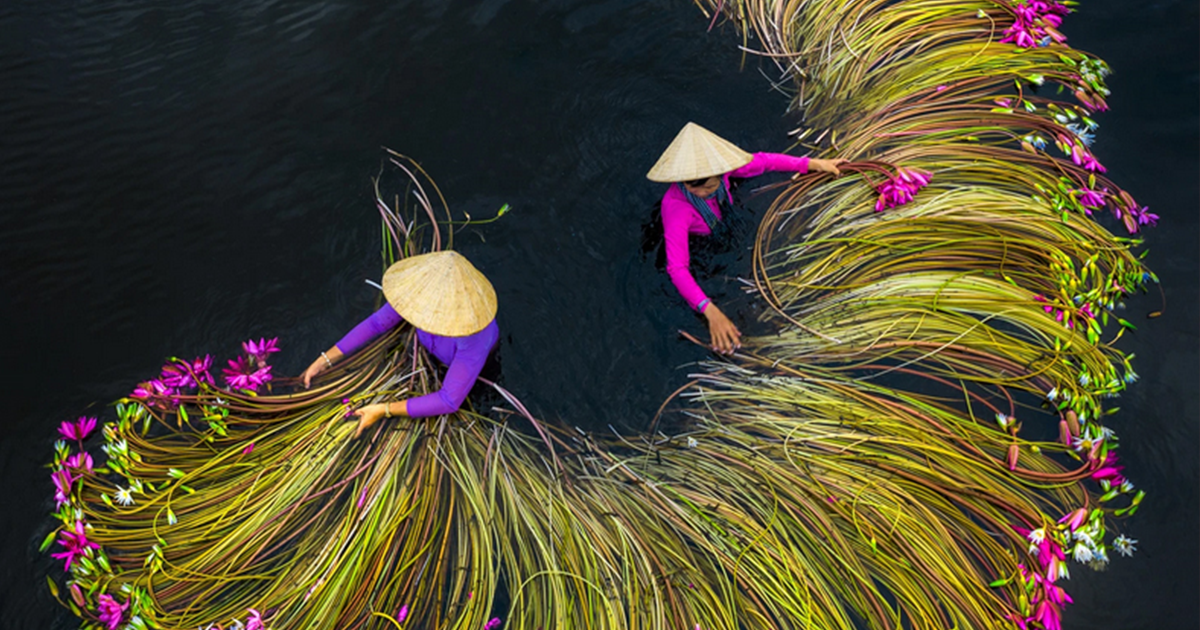 16 Breathtaking Photos Of Farmers Harvesting Waterlilies From The