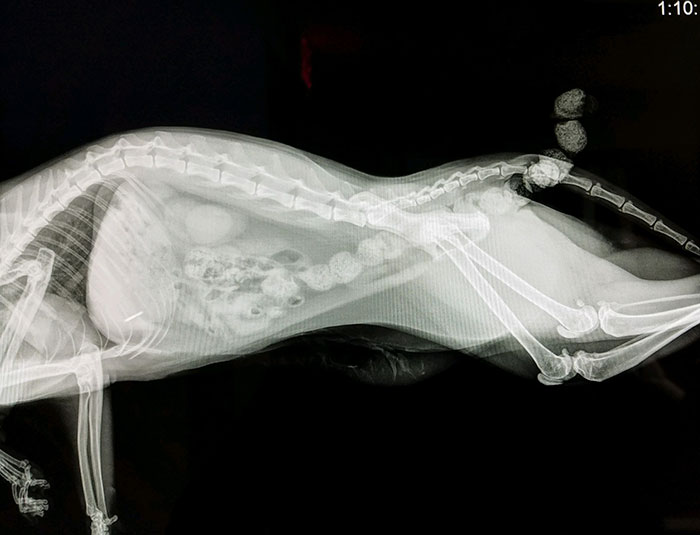 Cat Pooping During An Xray