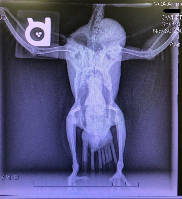 An X-Ray Of My Parrot