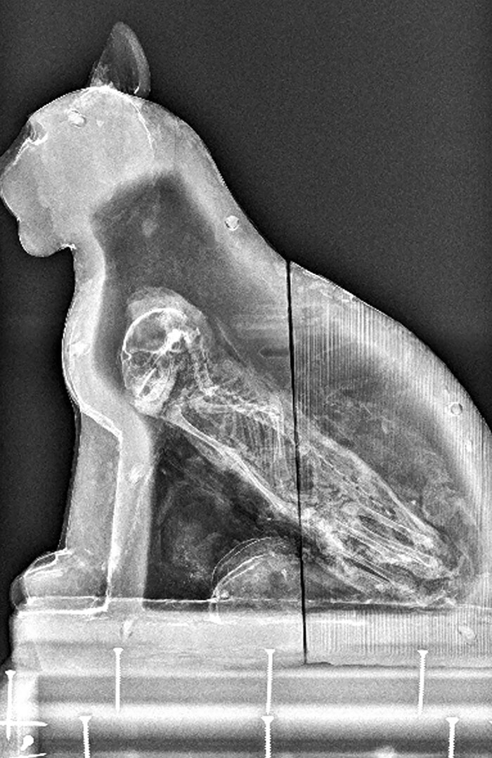 An X-Ray Of An Egyptian Sarcophagus Revealed A Kitten Inside