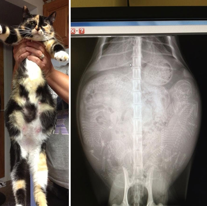 Pregnant Cat X-Ray