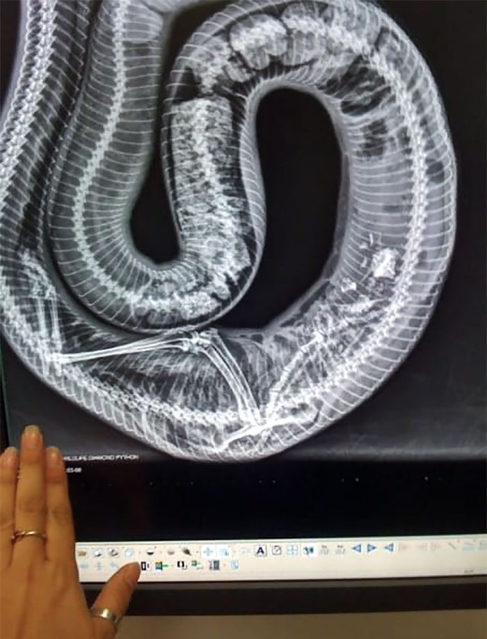 Digestion In The Process - X-Ray Of A Diamond Python