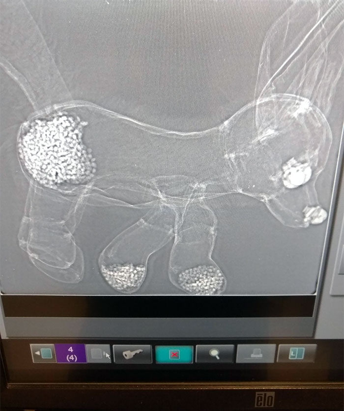 Girl Was Nervous The X-Ray Machine Would Hurt So I Took A Quick Shot Of Her Stuffed Fox To Show It Was Fine