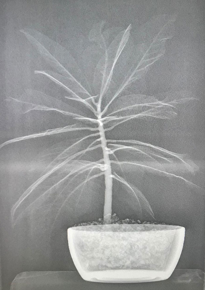 As I Am No Botanist, Here Is An X-Ray Of A Random House Plant