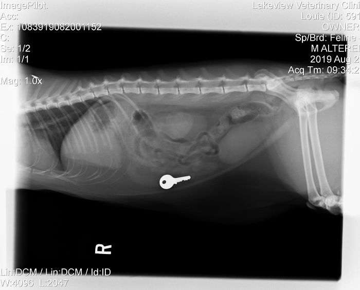 My Cat Louis Ate A Key. Don't Worry, He Is Okay Post-Enterotomy