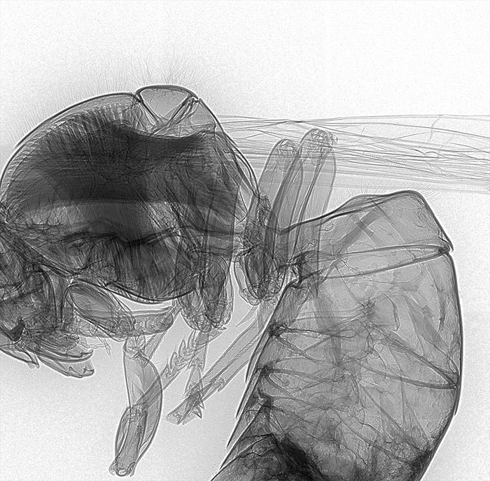 Wasp X-Ray