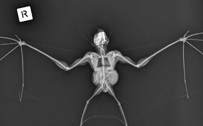 An X-Ray Of A Ghost Bat