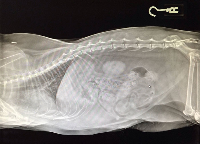 An X-Ray Of My Cat's Intestines, Kinda Looks Like Santa In A Sleigh