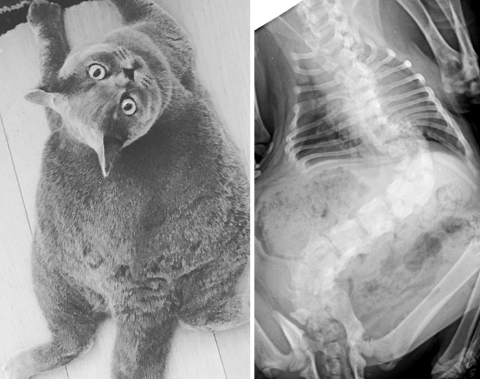 X-Ray Of A Cat With Scoliosis, Causing Her To Be Round